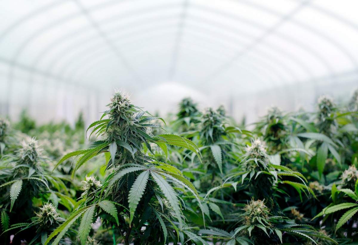 Cannabis