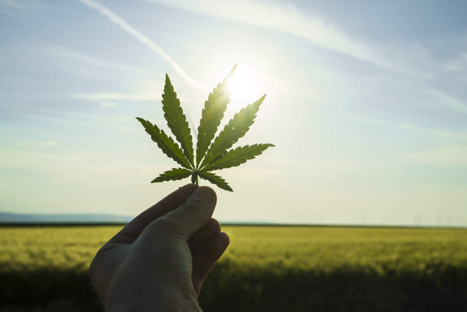 Featured image for post: The New Happy Hour: Ditching the Hangover for Premium Cannabis in Portland